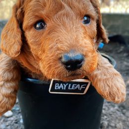Goldendoodle Puppies from BasilBella’s Doodles