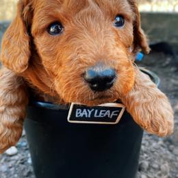 Goldendoodle Puppies from BasilBella’s Doodles