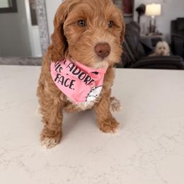 Pinky - Caramel female Labradoodle puppy in Bakersfield, California from Shelly Lynn