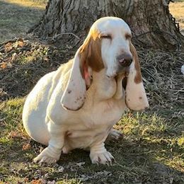 Tallulah - Basset Hound