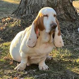 Tallulah - Basset Hound