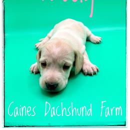 Trudy - Piebald female Dachshund puppy in Cincinnati, Ohio from Caines Dachshund Farm
