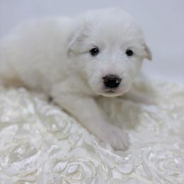 Buck - Brown collar - White male Great Pyrenees puppy in San Marcos, California from Faith Family Freedom Farm