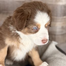 Duke-full natural tail and blue eyes likely - Red tri-color male Australian Shepherd puppy in Penrose, Colorado from Best Friend Aussies