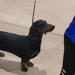 Border Collies and Dachshunds from Roughstock Border Collies and Dachshunds