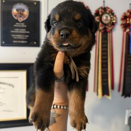 Girl 2 - Black and mahogany female Rottweiler puppy in Cleveland, Texas from Vom Haus Fantasy Rottweiler Kennel