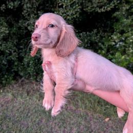 Peanut PET ONLY - Cream male Dachshund puppy in Unadilla, Georgia from The Hamsley Kennels of South Georgia