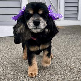 Luna - Cocker Spaniel