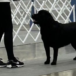 French Bulldogs and Labrador Retrievers from Avondale Labradors