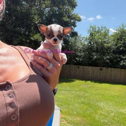 Tiny Huda - Chocolate brindled fawn female Chihuahua puppy in Anderson, South Carolina from Lil Treasures Chihuahuas