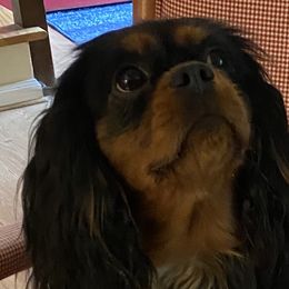 Morgan - Cavalier King Charles Spaniel