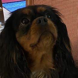 Morgan - Cavalier King Charles Spaniel