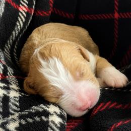 Chucky - Red male Bernedoodle puppy in Springville, Utah from Oodles of Bernedoodles