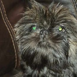 Boy 2 - Shih Tzu puppy in Birmingham, Alabama from K&D kennels