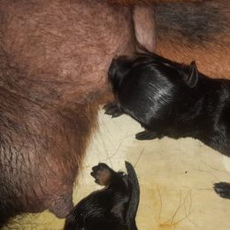 Rottweiler Puppies from Von Liebenhaus Rottweilers