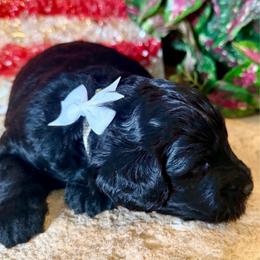 Blaze- white boy - Black and white male Aussiedoodle puppy in Midlothian, Texas from Gray Doodles