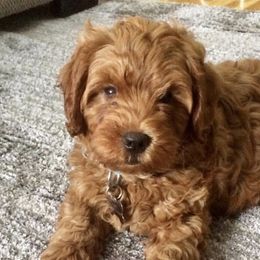 Goldendoodle Puppies from Jessie’s Doodles