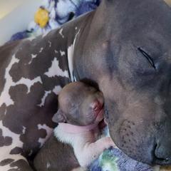 American Hairless Terriers from Distinct American Hairless Terriers