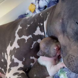 American Hairless Terriers from Distinct American Hairless Terriers