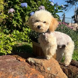 Gucci - Cream male Poodle puppy in Taylorsville, North Carolina from SilverLining highlands and hounds
