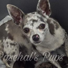 Cinni - Chihuahua