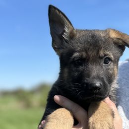 Tonic von der Hohen Klippe - Sable German Shepherd puppy in Elwood, Indiana from Hohen Klippe German Shepherds