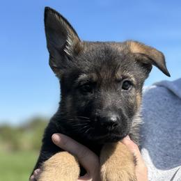 Tonic von der Hohen Klippe - Sable German Shepherd puppy in Elwood, Indiana from Hohen Klippe German Shepherds