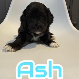 Ash - Black and white female Saint Berdoodle puppy in Garland, Texas from Brewer's Doodles and French Bulldogs