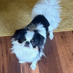 Lebron - Japanese Chin