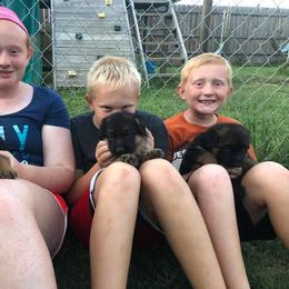 German Shepherd Puppies from Semper Fi K9 Montana