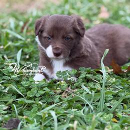 Red Boy 1,200 - Red male Border Collie puppy in Nashville, Arkansas from Whisenhunt Farms