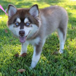 Scarlette - Red and white female Pomsky puppy in Lauderhill, Florida from Your Friend Seamus' Studds