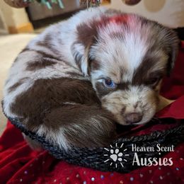 Bonnie - Red merle Australian Shepherd puppy in Grand Island, Nebraska from Heaven Scent Aussies