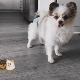 Zara - Pomeranian