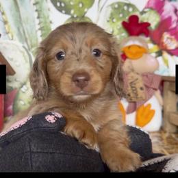Sirius - Dapple male Dachshund puppy in Floresville, Texas from Muddy River Dachshunds