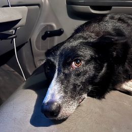 Nova - Border Collie