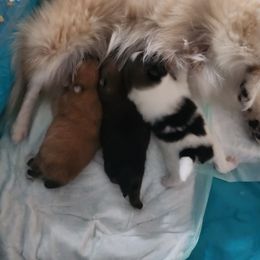 Pomeranian Puppies from Dawn's Pomeranians