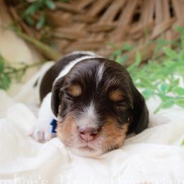 Blue - Piebald male Dachshund puppy in Allons, Tennessee from Amber's Flock Homestead