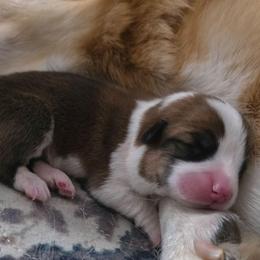 Thimble - Red male Pembroke Welsh Corgi puppy in San Antonio, Texas from Moxxi's Legacy Corgis