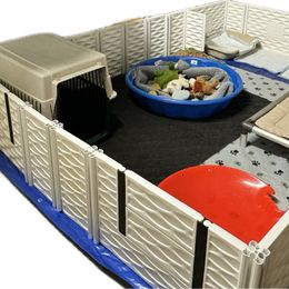 Lagotto Romagnolo Puppies from Anna’s Lagottos