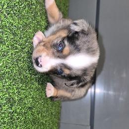 Honor - Blue merle male Toy Australian Shepherd puppy in Humansville, Missouri from Tater Tot aussies