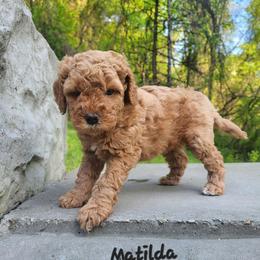 Matilda - Red  female Goldendoodle puppy in Fairmont, West Virginia from Mountainside Doodles, LLC