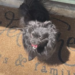 Nugget - Pomeranian