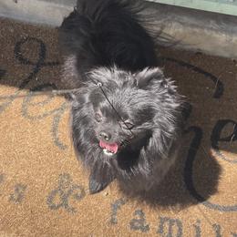 Nugget - Pomeranian