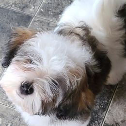 Havanese from Ambler Havanese