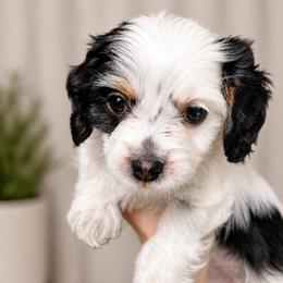 Stella - Tri-color female Cavapoo puppy in Saratoga Springs, Utah from Joyler Puppies