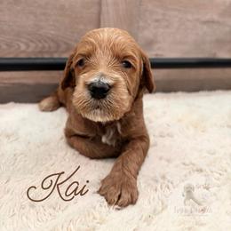 Kai - Apricot male Goldendoodle puppy in Birmingham, Alabama from Ivy’s Doodles