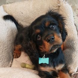 Cavalier King Charles Spaniels from Royal Garden Cavaliers