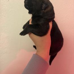 Male - Sable male German Shepherd puppy in Denver, Colorado from Morales Kennels