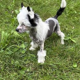 Chinese Crested Puppies from Windsong